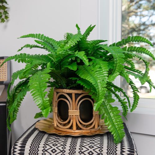 by_House_Plant_Craze-Boston_Fern-Boca
